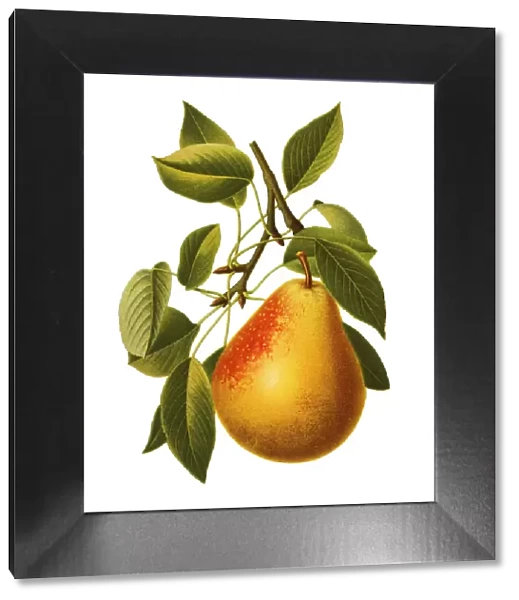 Pear. Antique illustration of a Pear, isolated on white background