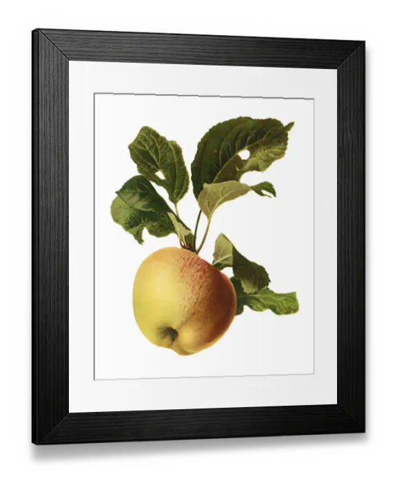 Framed Print : apple. Antique illustration of a apples, isolated on white background Framed Print : apple. Antique illustration of a apples, isolated on white background
