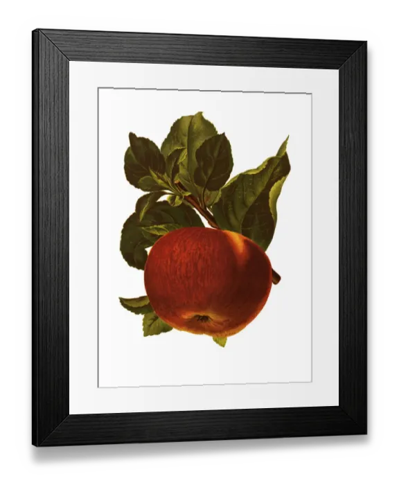Framed Print : apple. Antique illustration of a apple, isolated on white background Framed Print : apple. Antique illustration of a apple, isolated on white background