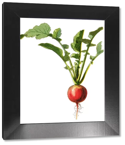 radish. Antique illustration of a Medicinal and Herbal Plants.