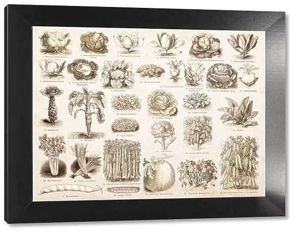 Engraving drawings vegetables from 1882