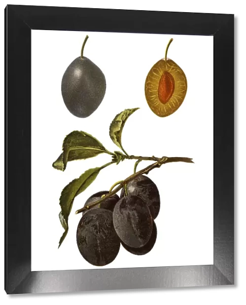 plums. Antique illustration of a plums, isolated on white background