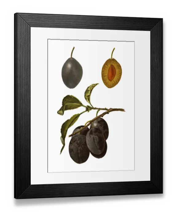 Framed Print : plums. Antique illustration of a plums, isolated on white background Framed Print : plums. Antique illustration of a plums, isolated on white background