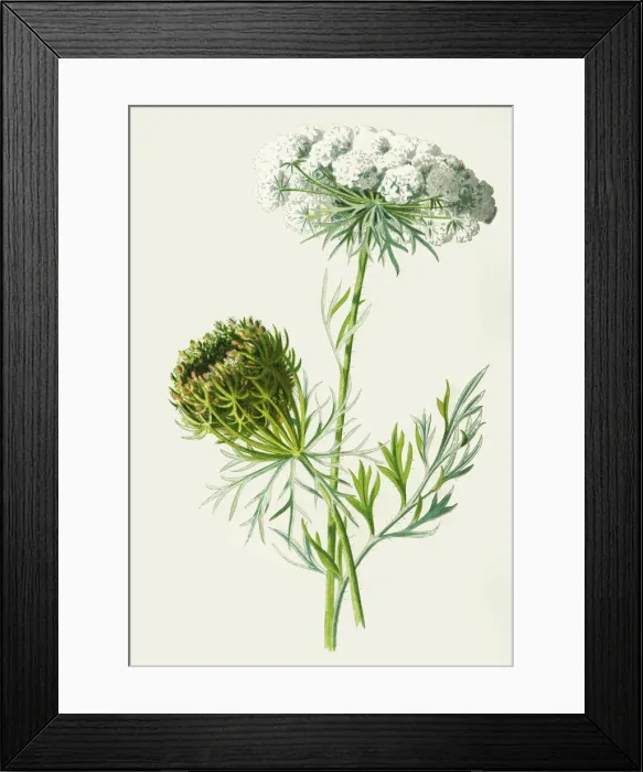 Framed Print : carrot. Antique illustration of a Medicinal and Herbal Plants.