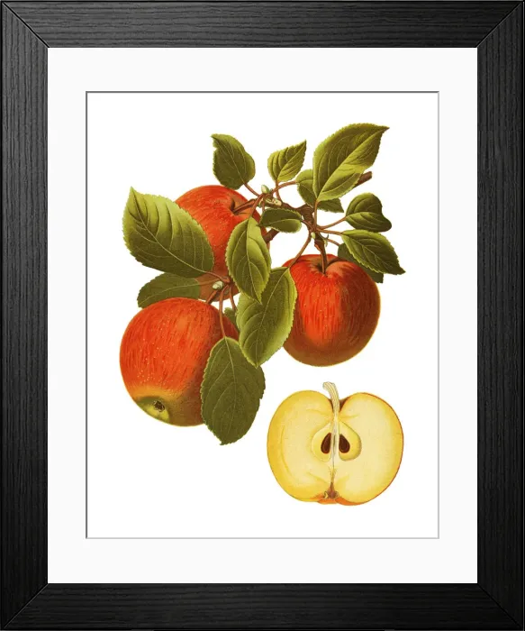Framed Print : apple. Antique illustration of a apple, isolated on white background Framed Print : apple. Antique illustration of a apple, isolated on white background