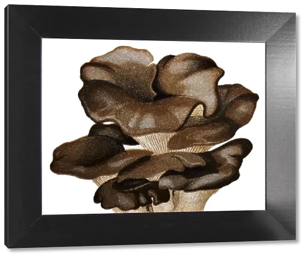 Mushrooms and fungi: Pleurotus ostreatus