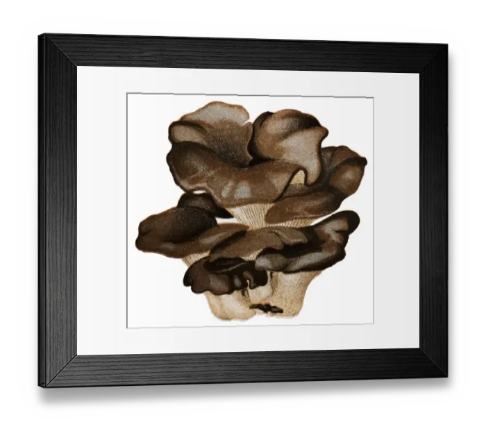 Framed Print : Mushrooms and fungi: Pleurotus ostreatus
