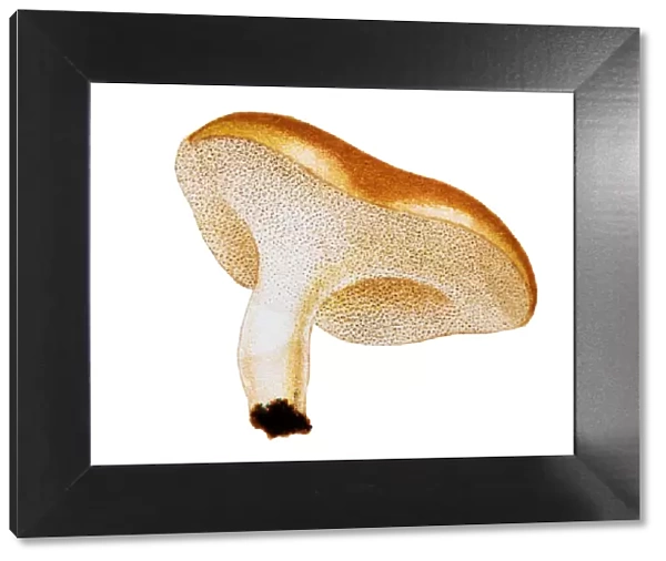 Mushrooms and fungi: Albatrellus ovinus