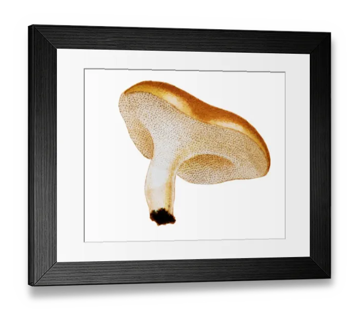 Framed Print : Mushrooms and fungi: Albatrellus ovinus Framed Print : Mushrooms and fungi: Albatrellus ovinus