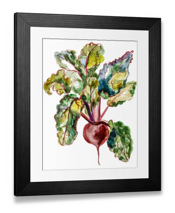 Framed Print : Red beet watercolor Framed Print : Red beet watercolor