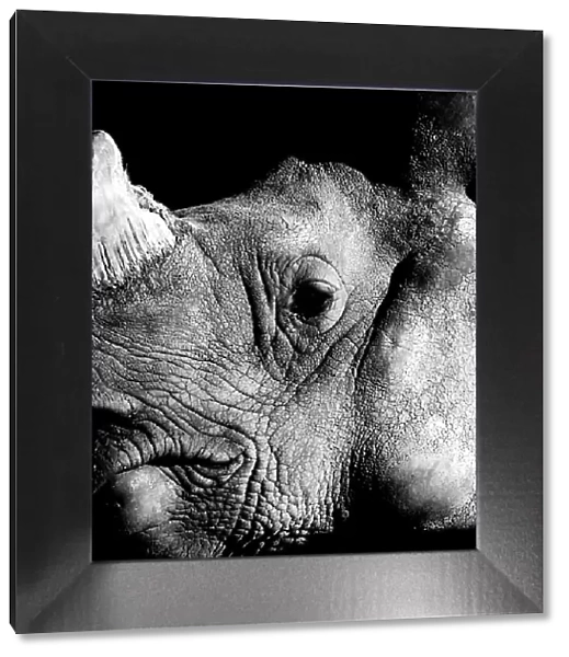 Rhino black and white portrait