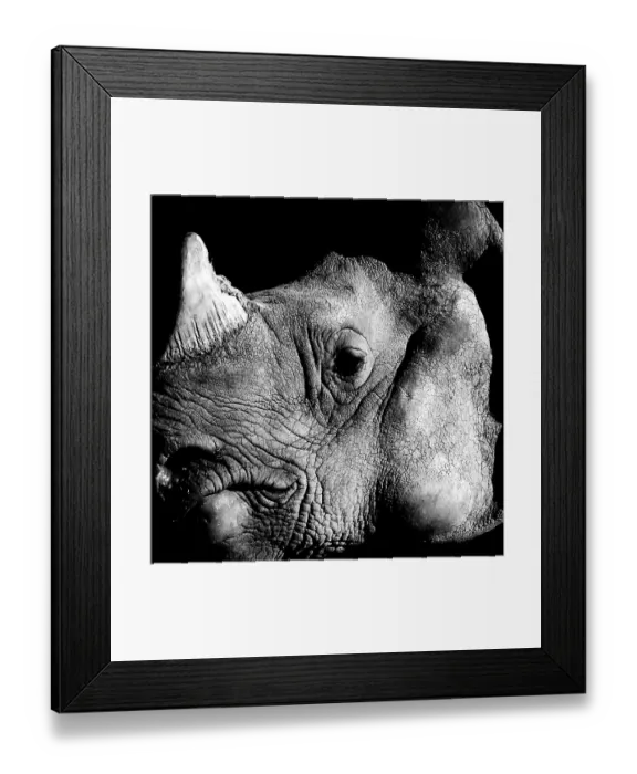 Framed Print : Rhino black and white portrait Framed Print : Rhino black and white portrait