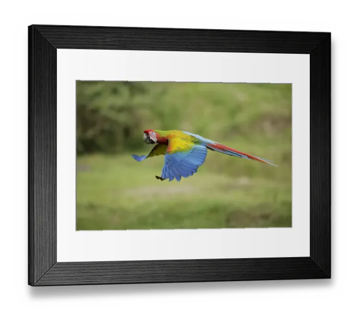 Framed Print : Hybrid Macaw Framed Print : Hybrid Macaw