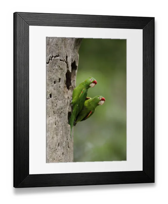 Framed Print : Crimson-fronted Parakeet Framed Print : Crimson-fronted Parakeet