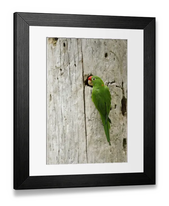 Framed Print : Crimson-fronted Parakeet Framed Print : Crimson-fronted Parakeet