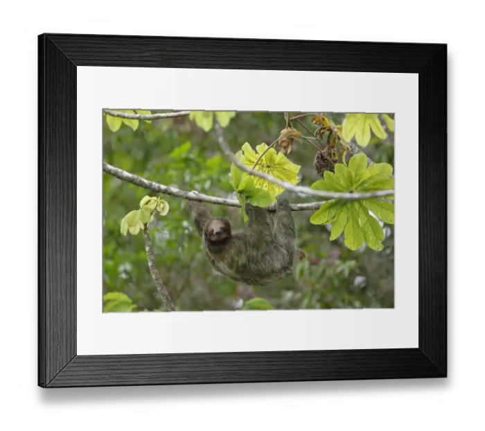 Framed Print : Three-toed Sloth Framed Print : Three-toed Sloth