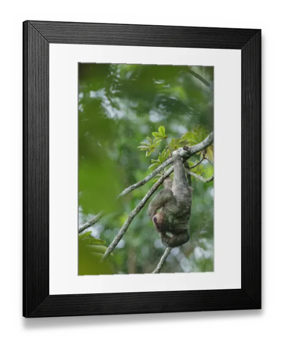Framed Print : Three-toed Sloth Framed Print : Three-toed Sloth