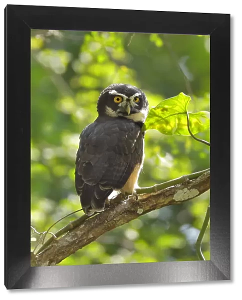 Spectacled Owl (Pulsatrix perspicillata) roosting at daytime