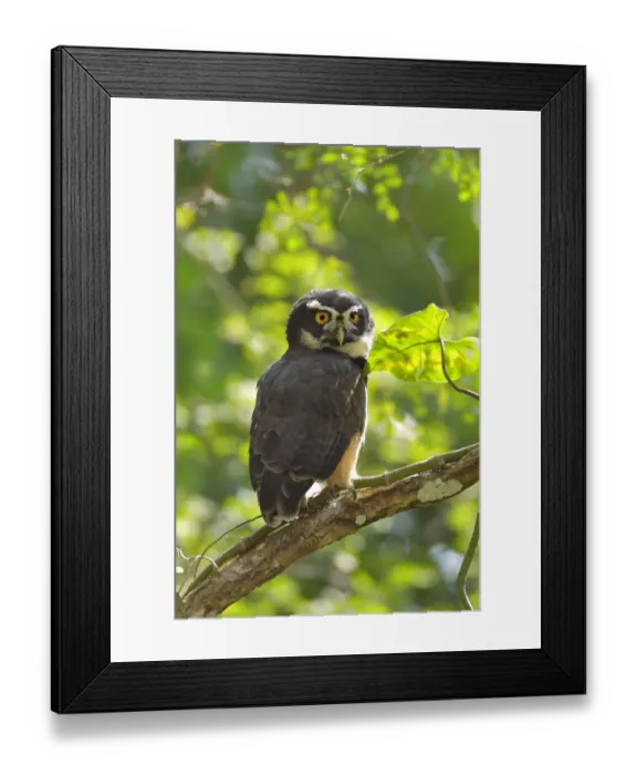 Framed Print : Spectacled Owl (Pulsatrix perspicillata) roosting at daytime Framed Print : Spectacled Owl (Pulsatrix perspicillata) roosting at daytime
