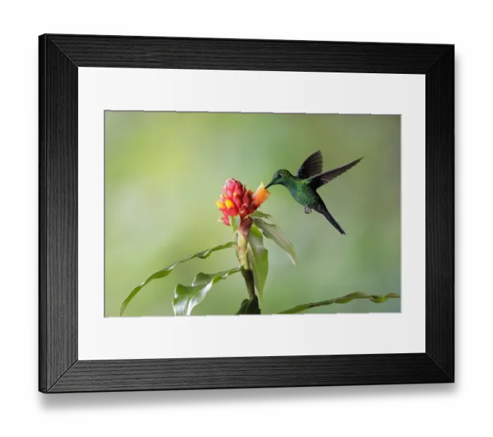 Framed Print : Green-crowned Brilliant (Heliodoxa jacula) Framed Print : Green-crowned Brilliant (Heliodoxa jacula)
