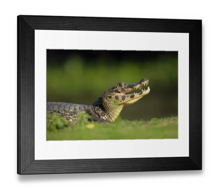 Framed Print : Yacare (Caiman yacare) Framed Print : Yacare (Caiman yacare)