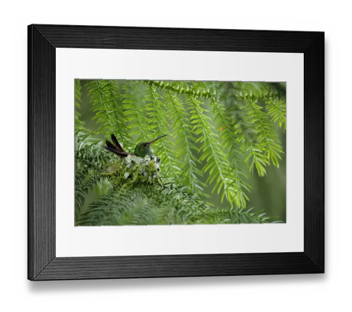 Framed Print : Rufous-tailed Hummingbird Framed Print : Rufous-tailed Hummingbird