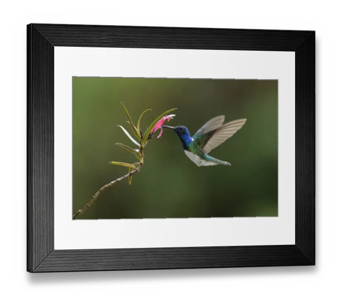 Framed Print : White-necked Jacobin Framed Print : White-necked Jacobin