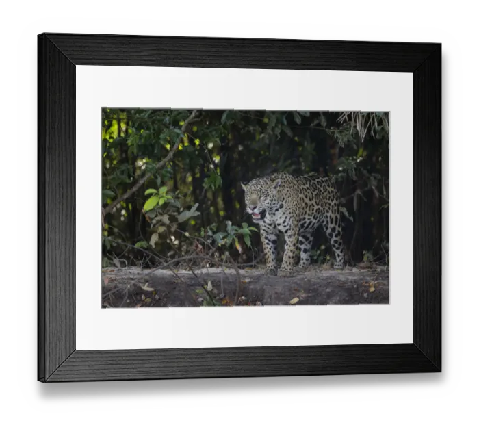 Framed Print : Jaguar (Pantera onca) Framed Print : Jaguar (Pantera onca)