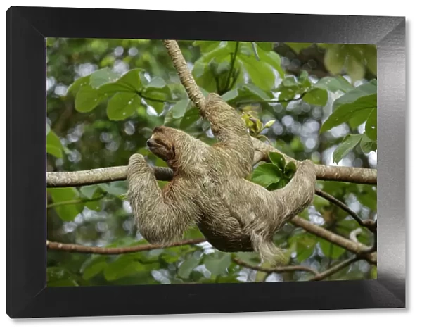 Female Three-toed Sloth