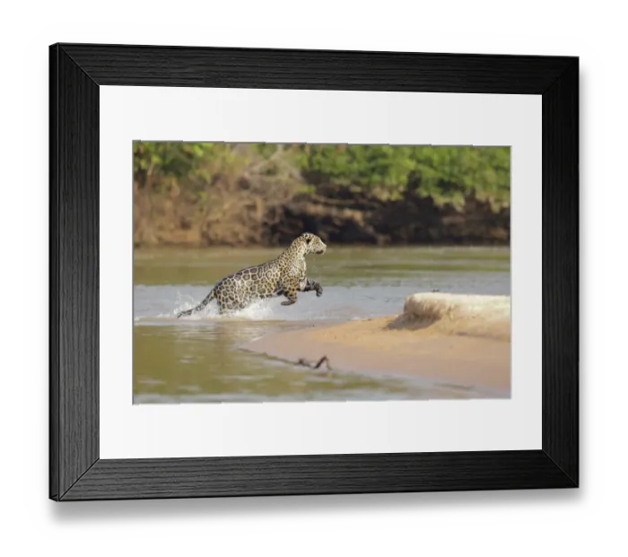 Framed Print : Jaguar (Pantera onca) Framed Print : Jaguar (Pantera onca)