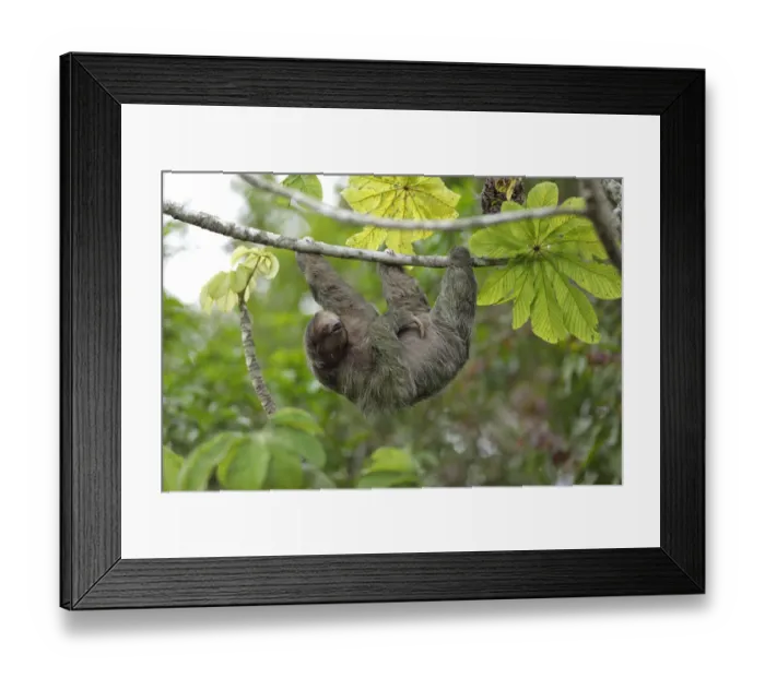 Framed Print : Three-toed Sloth Framed Print : Three-toed Sloth