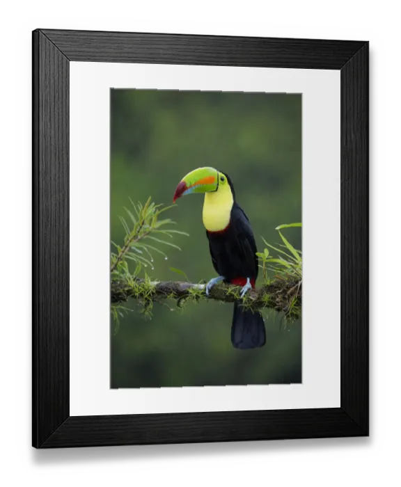 Framed Print : Keel-billed Toucan