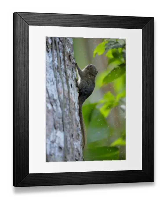 Framed Print : Pygmy Marmoset (Cebuella pygmaea)