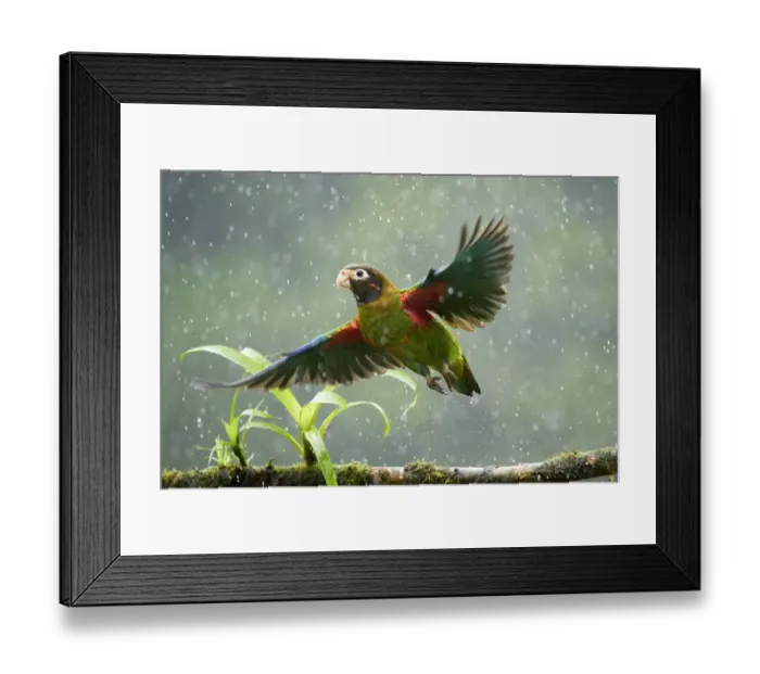 Framed Print : Brown-hooded Parrot (Pyrilia haematotis) Framed Print : Brown-hooded Parrot (Pyrilia haematotis)