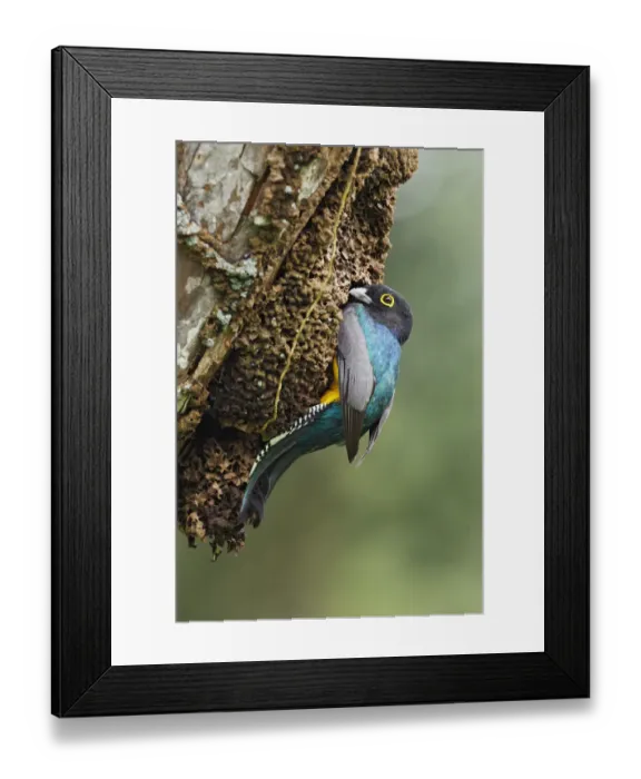 Framed Print : Gartered Trogon