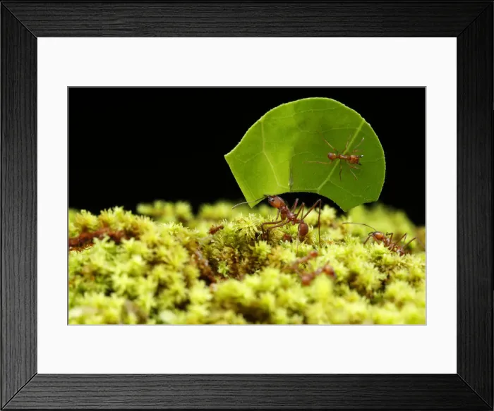 Framed Print : Leaf-cutter Ant Framed Print : Leaf-cutter Ant