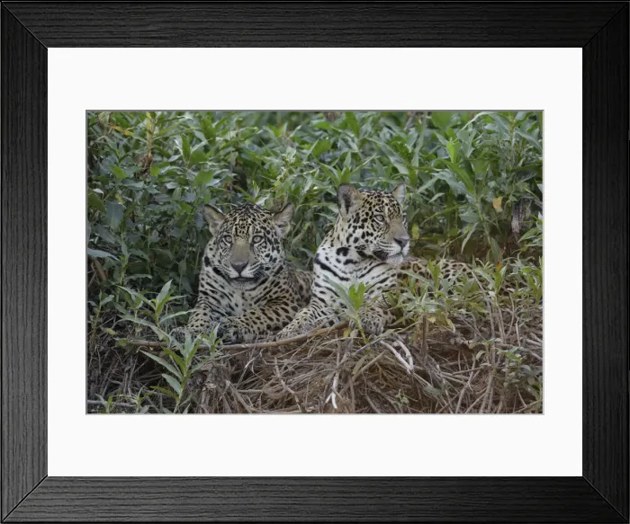 Framed Print : Jaguar (Pantera onca) Framed Print : Jaguar (Pantera onca)