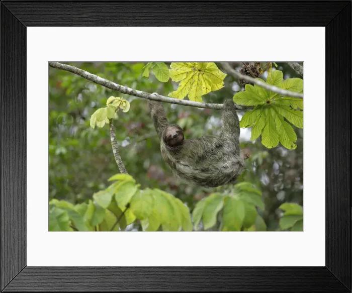 Framed Print : Three-toed Sloth Framed Print : Three-toed Sloth