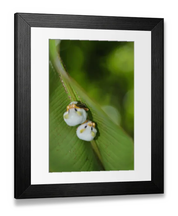 Framed Print : Honduran White Bat Framed Print : Honduran White Bat