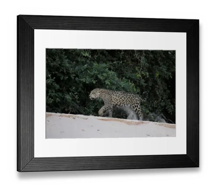 Framed Print : Jaguar (Pantera onca) Framed Print : Jaguar (Pantera onca)