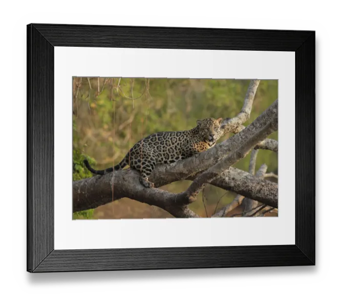 Framed Print : Jaguar (Pantera onca)