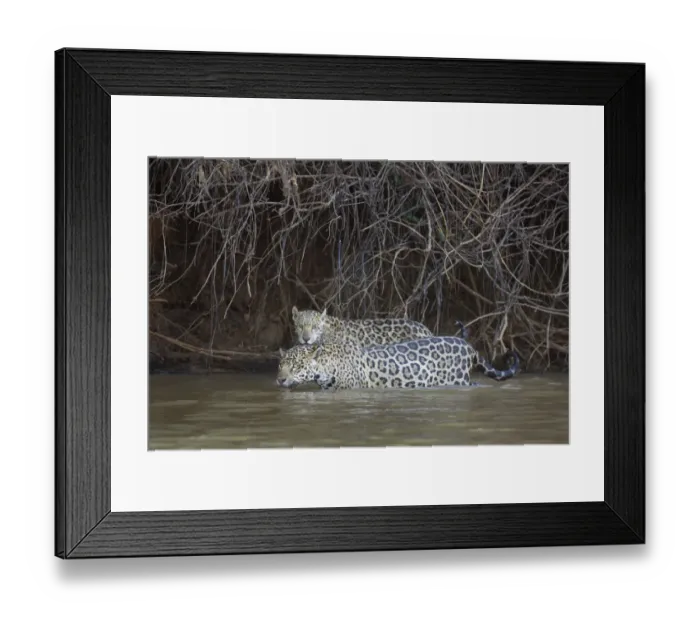 Framed Print : Jaguar (Pantera onca)