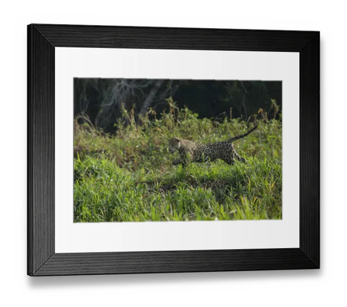 Framed Print : Jaguar (Pantera onca)