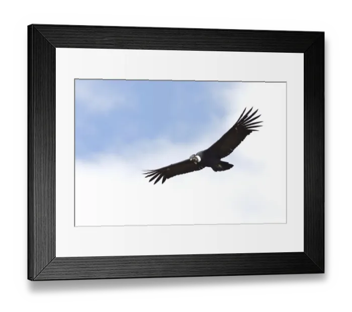 Framed Print : Andean Condor (Vultur gryphus) Framed Print : Andean Condor (Vultur gryphus)