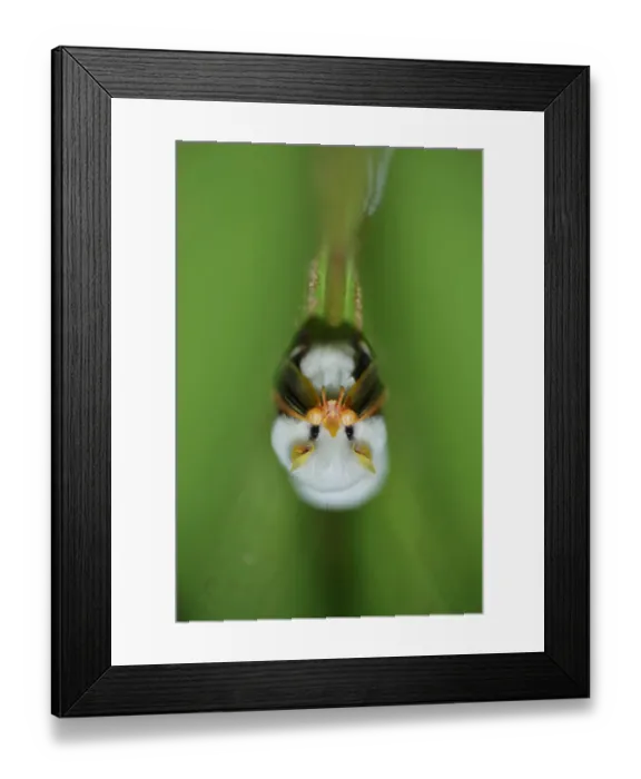 Framed Print : Honduran White Bat Framed Print : Honduran White Bat