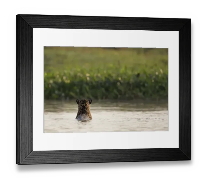 Framed Print : Jaguar (Pantera onca)