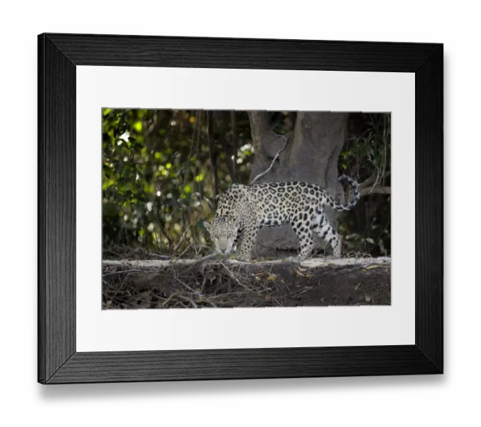 Framed Print : Jaguar (Pantera onca) Framed Print : Jaguar (Pantera onca)