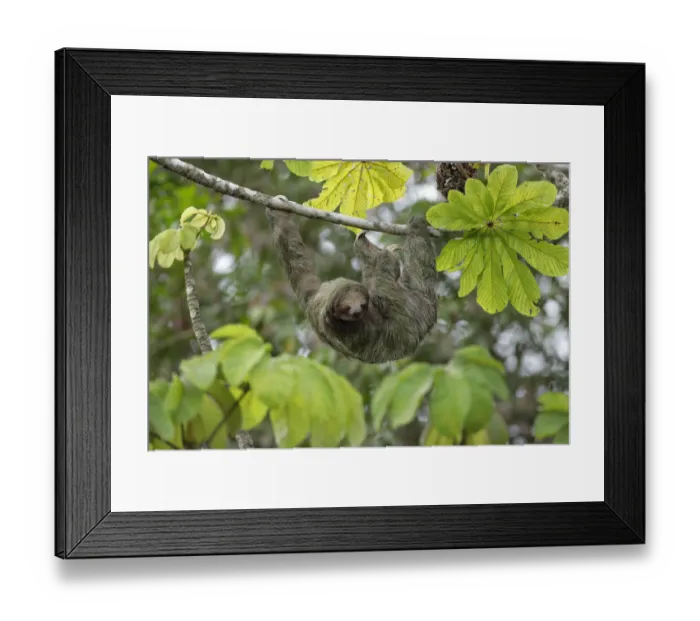 Framed Print : Three-toed Sloth Framed Print : Three-toed Sloth