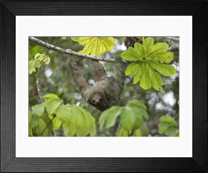 Framed Print : Three-toed Sloth Framed Print : Three-toed Sloth