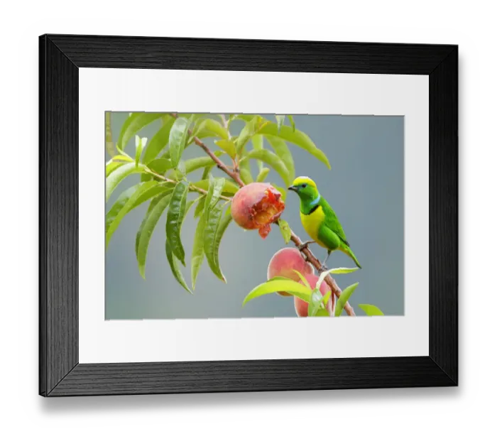Framed Print : Golden-browed Chlorophonia (Chlorophonia callophrys) Framed Print : Golden-browed Chlorophonia (Chlorophonia callophrys)